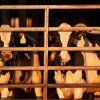 Bird flu continues to spread among dairy cattle. And new research shows there may be more cases among farm workers than health officials have confirmed to date.