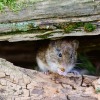 De oevermuis, ook wel bosmuis genoemd, kan het voor de mens gevaarlijke hantavirus overbrengen.