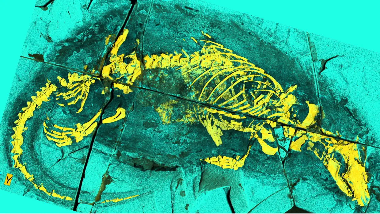 This surprising mammal fossil is giving scientists something to chew on