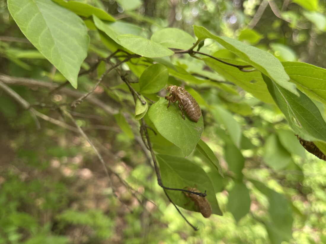 Brown exoskeletons of large insects -- cicadas in the nymph stage of their lifecycle -- are left behind on the green leaves of a bush. 