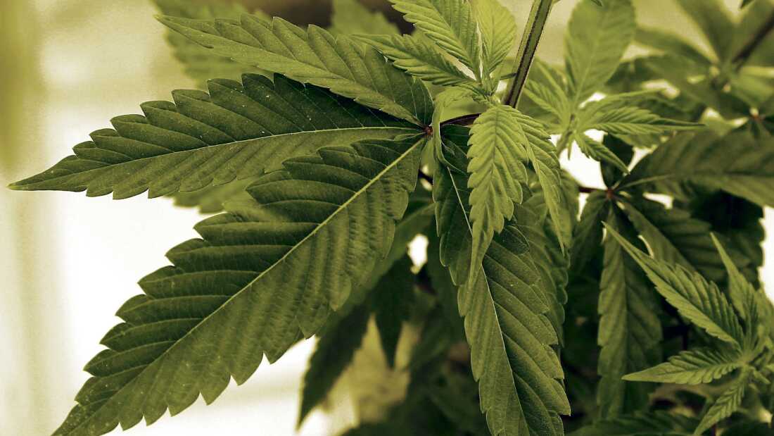 A new report from scientific experts finds that the gap between federal and state regulations on cannabis is leading to emerging problems with public health
