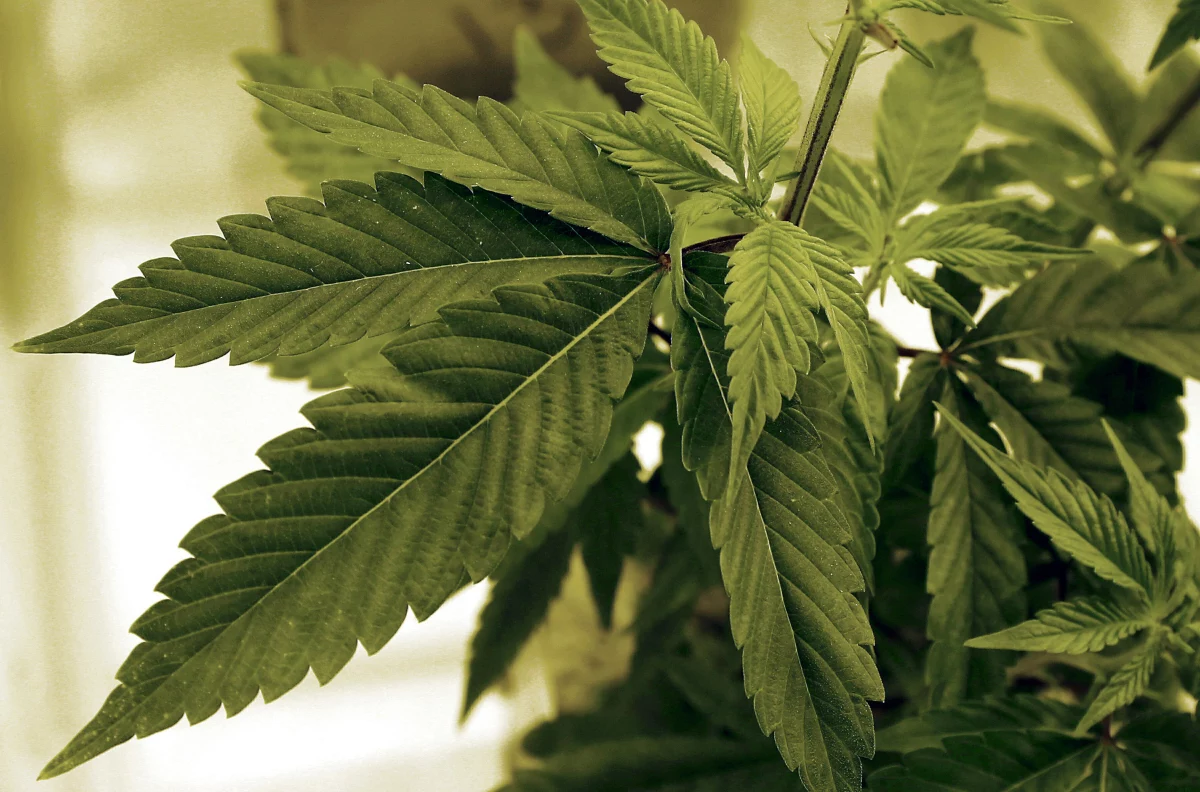 A new scientific report finds that the gap between federal and state regulations on cannabis is leading to emerging problems with public health