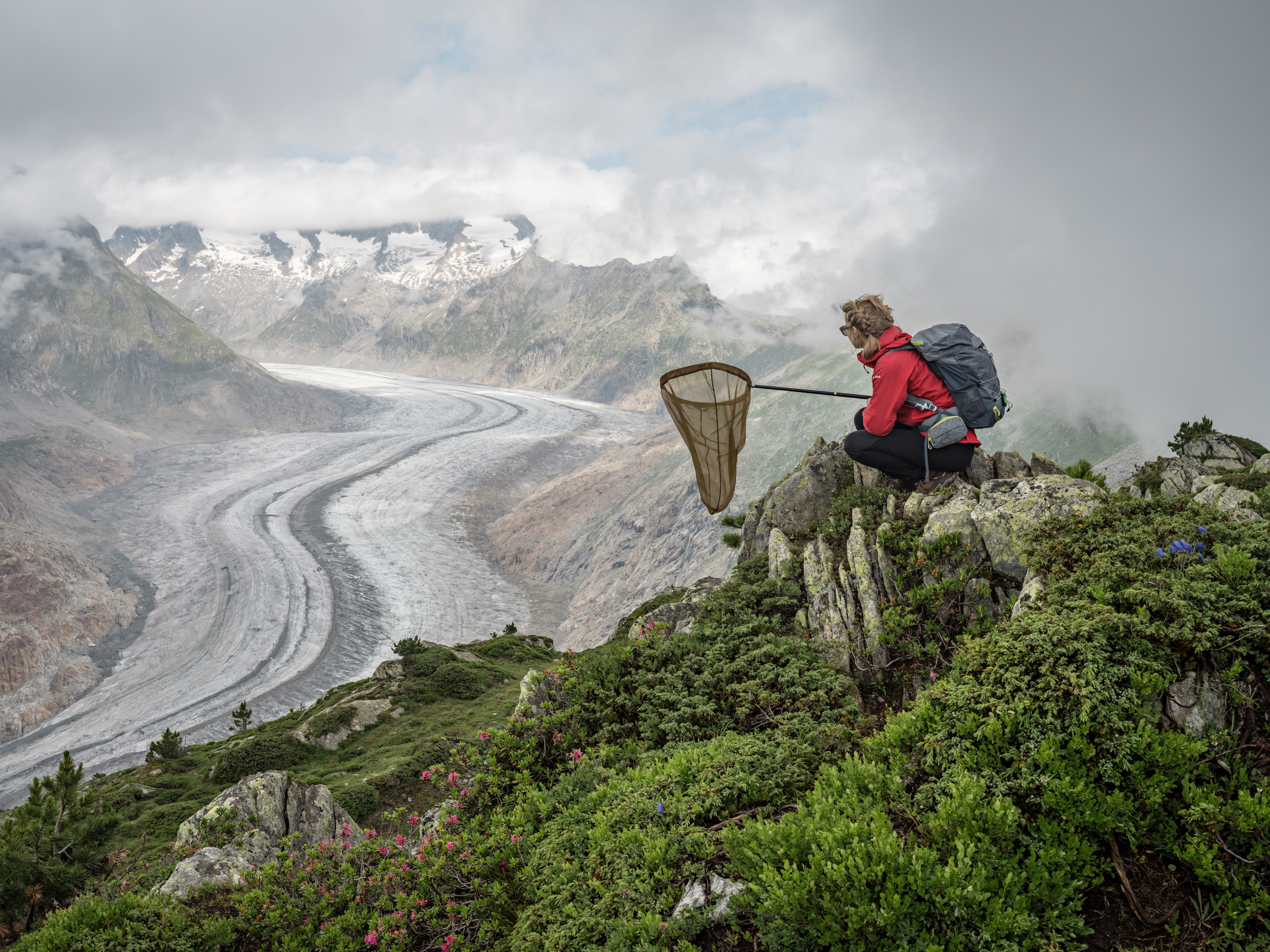 Raluca collects butterflies for the Worldwide Painted Lady Migration Project. As drought scorches Europe, painted lady butterflies find blooming flowers in the moist air near melting glaciers in Switzerland.