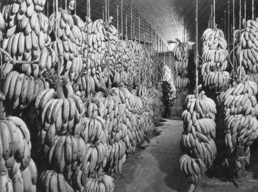 Bananas are ripening in a warehouse in Kingston-upon-Thames, England, on February 1954.