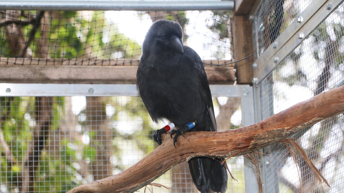 An endangered Hawaiian crow is making a comeback