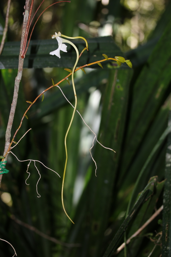 S. impraedicta is a newly described orchid in Madagascar