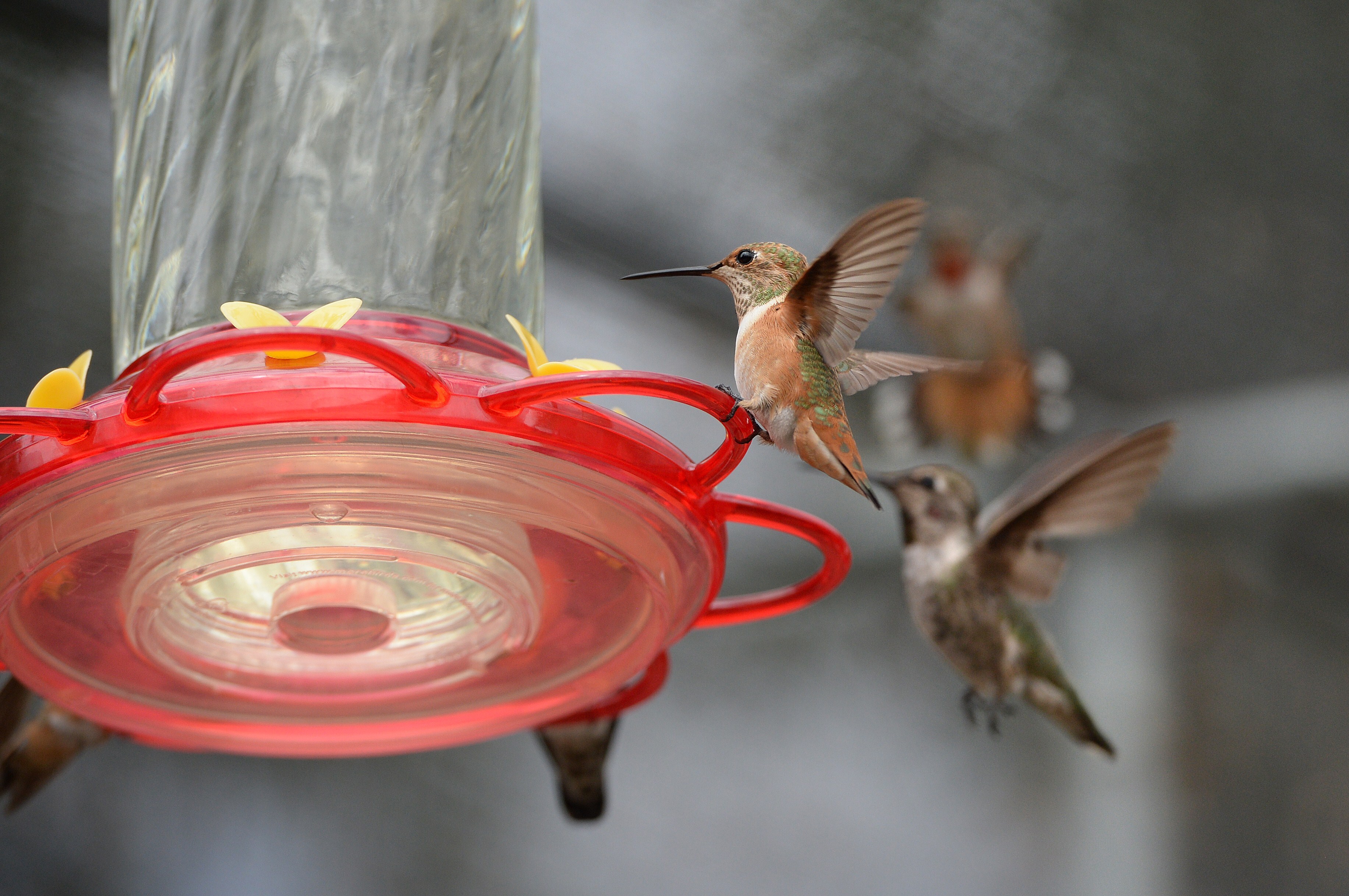 Hummingbirds gather around a hummingbird feeder filled with sugar water, in a backyard in the San Fernando Valley section of the city of Los Angeles, July 17, 2014.