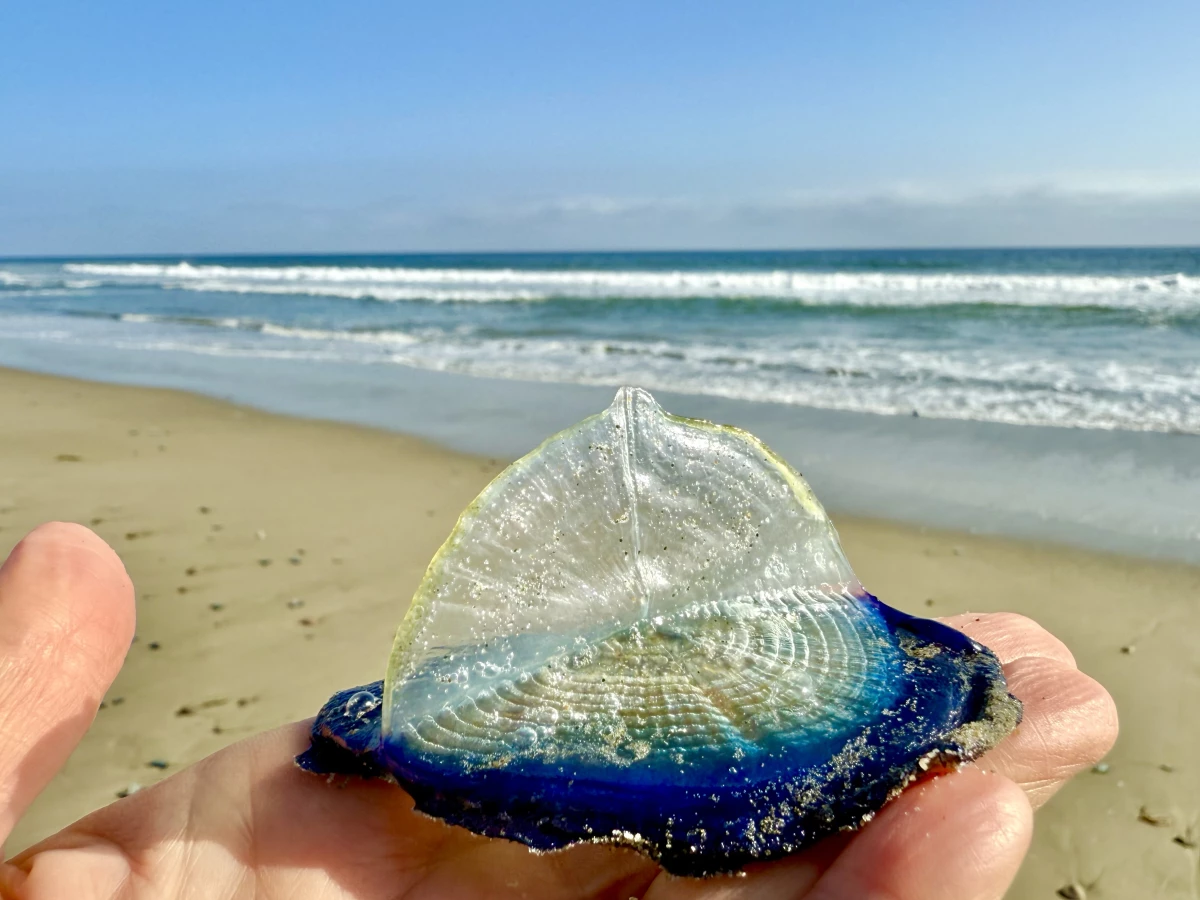Professional photographer Emily Scher told NPR she came across tens of thousands of glittering Velella velella on a stretch of sand between Zuma and Broad beaches in Malibu, Calif.