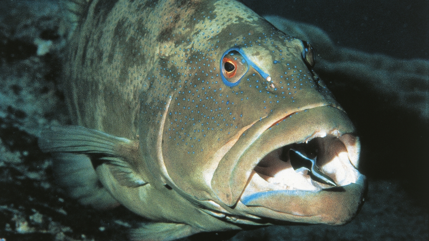 These fish may feel pleasure while being groomed by other fish