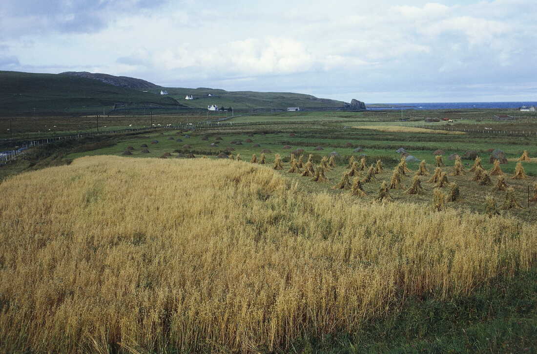 Fields of oats near Kilmaluag, Isle of Skye, Hebrides, Scotland, United Kingdom