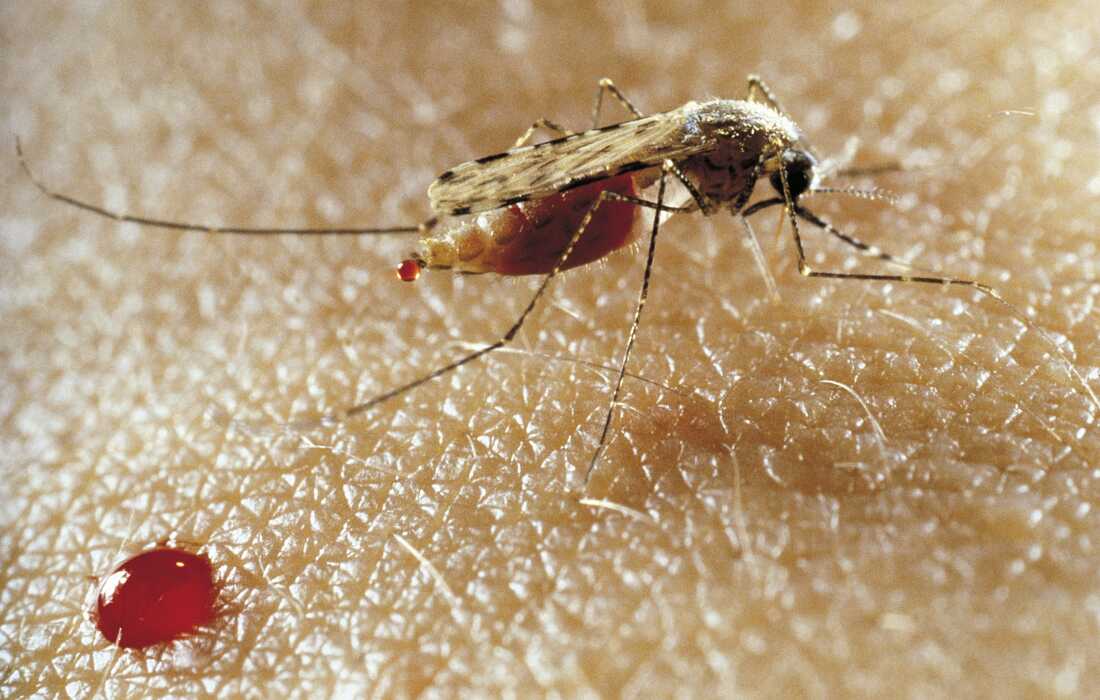 Anopheles mosquito, Culicidae.