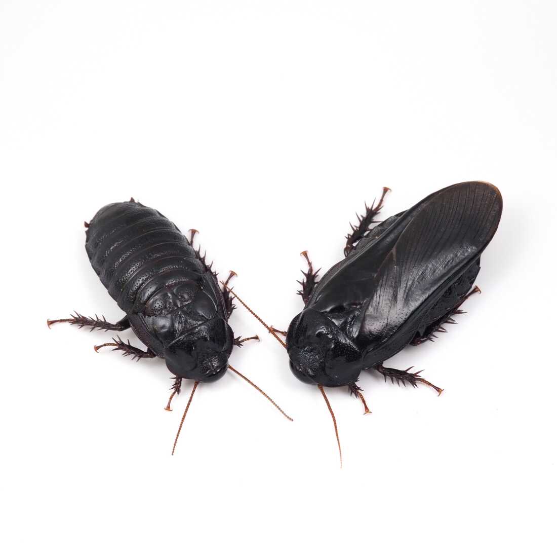 These roaches form exclusive long-term relationships after eating each other’s wings
