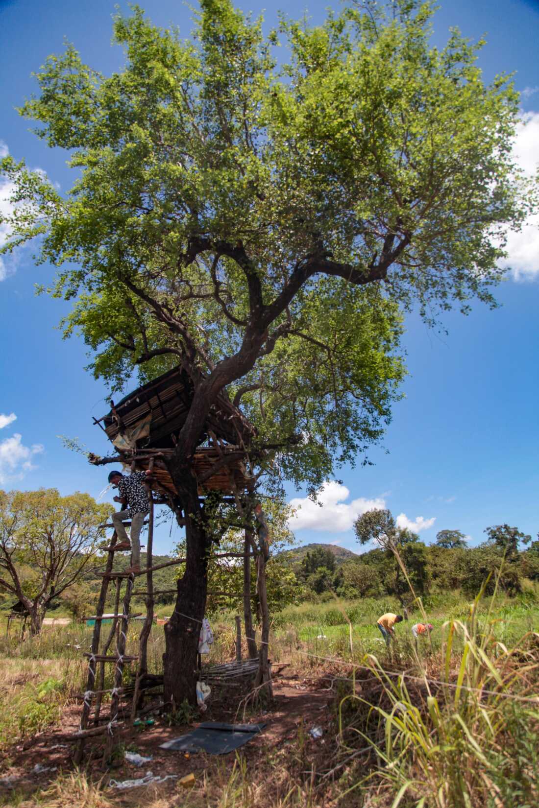 Gamini Disanaayake repairs his treehouse which perches over a field in the central Sri Lankan district of Naula, where elephant raids are a serious problem. These treehouses dot rural Sri Lanka, where farmers keep sentry overnight, to chase out elephants who typically raid crops at night. Conflict between farmers and elephants has grown increasingly deadly in Sri Lanka. Most of the island’s 7,400 elephants freely roam across the country — but governments have transformed traditional elephant grazing areas to farmlands. Elephants have both lost grazing grounds — and they’re attracted to crops. Farmers are being killed as they try protect their fields; elephants are being killed by gunshot, electrocution and by bombs concealed in food that shatter elephants’ mouths and cause them to die, painfully, of starvation.