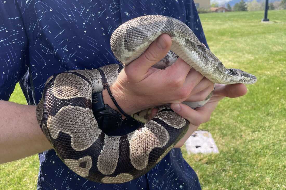 Η ακραία βιολογία των Pythons μπορεί να περιέχει ενδείξεις για τη θεραπεία ανθρώπινων ασθενειών