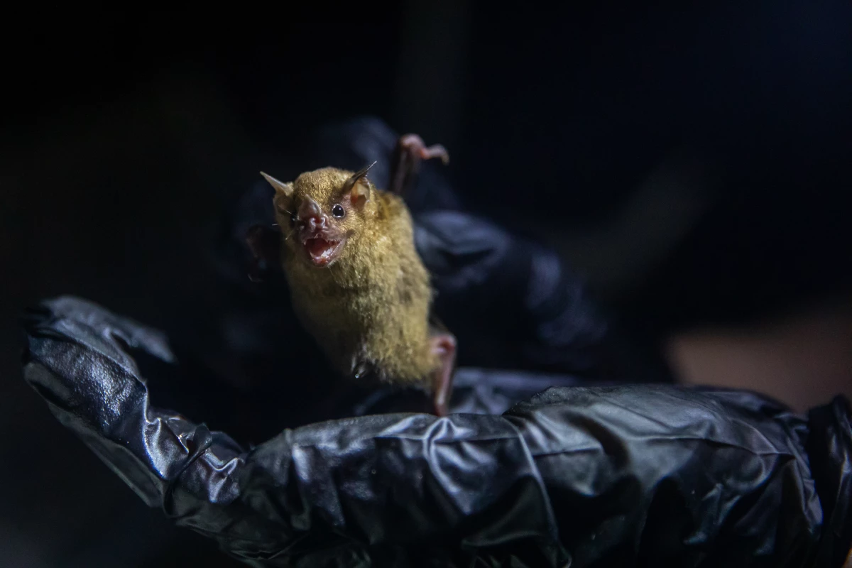 A researcher holds onto Sturnira parvidens, a kind of fruit bat that’s just one of the dozens of species of bats in Belize.
