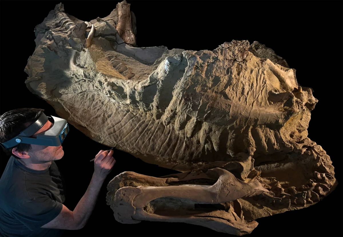 Fossil preparator Tyler Keillor of the University of Chicago works on the mummy of a juvenile duck-billed dinosaur, 'Ed Jr.' The animal was covered by floodwaters some 66 million years ago, preserving its fossilized skeleton and, in a thin clay layer, large areas of scaly, wrinkled skin and a tall fleshy crest over its back.