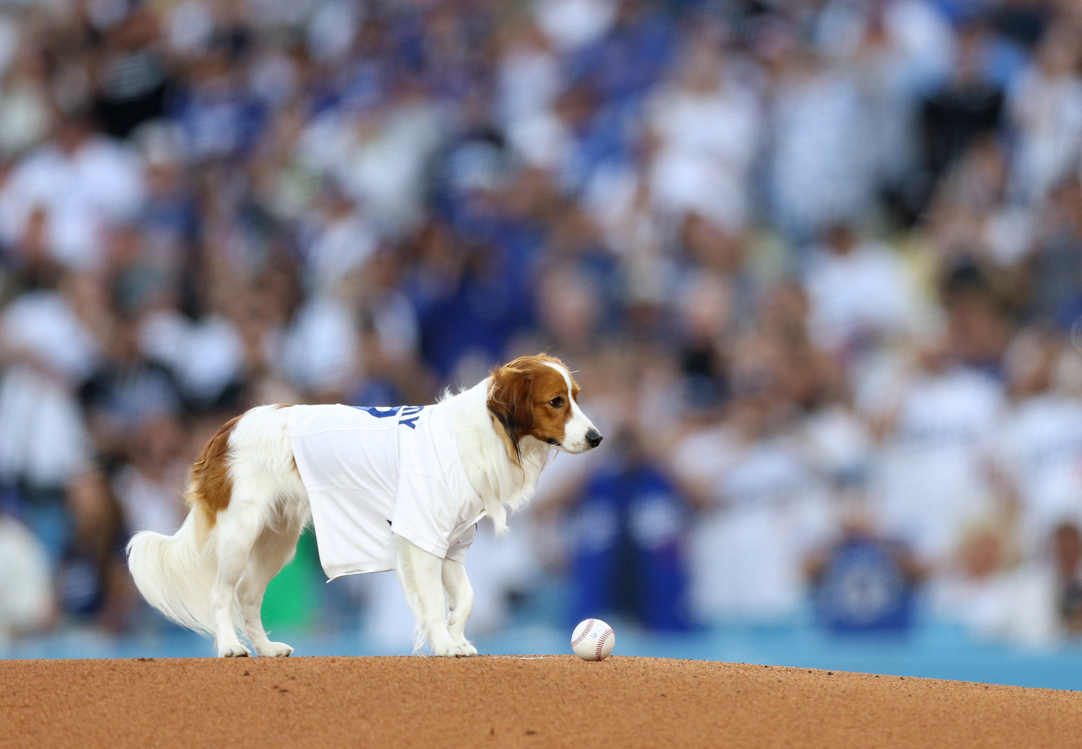 Decoy, dog of Los Angeles Dodgers star Shohei Ohtani, delivered <a href="https://www.npr.org/2024/08/29/nx-s1-5094463/shohei-ohtani-dog-first-pitch-dodgers">a ceremonial first pitch</a> before a game at Dodger Stadium on Aug. 28, 2024 in Los Angeles.