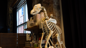 A full picture of a dog skeleton sitting on a filing cabinet. The dog is in a seated position overlooking the studio.