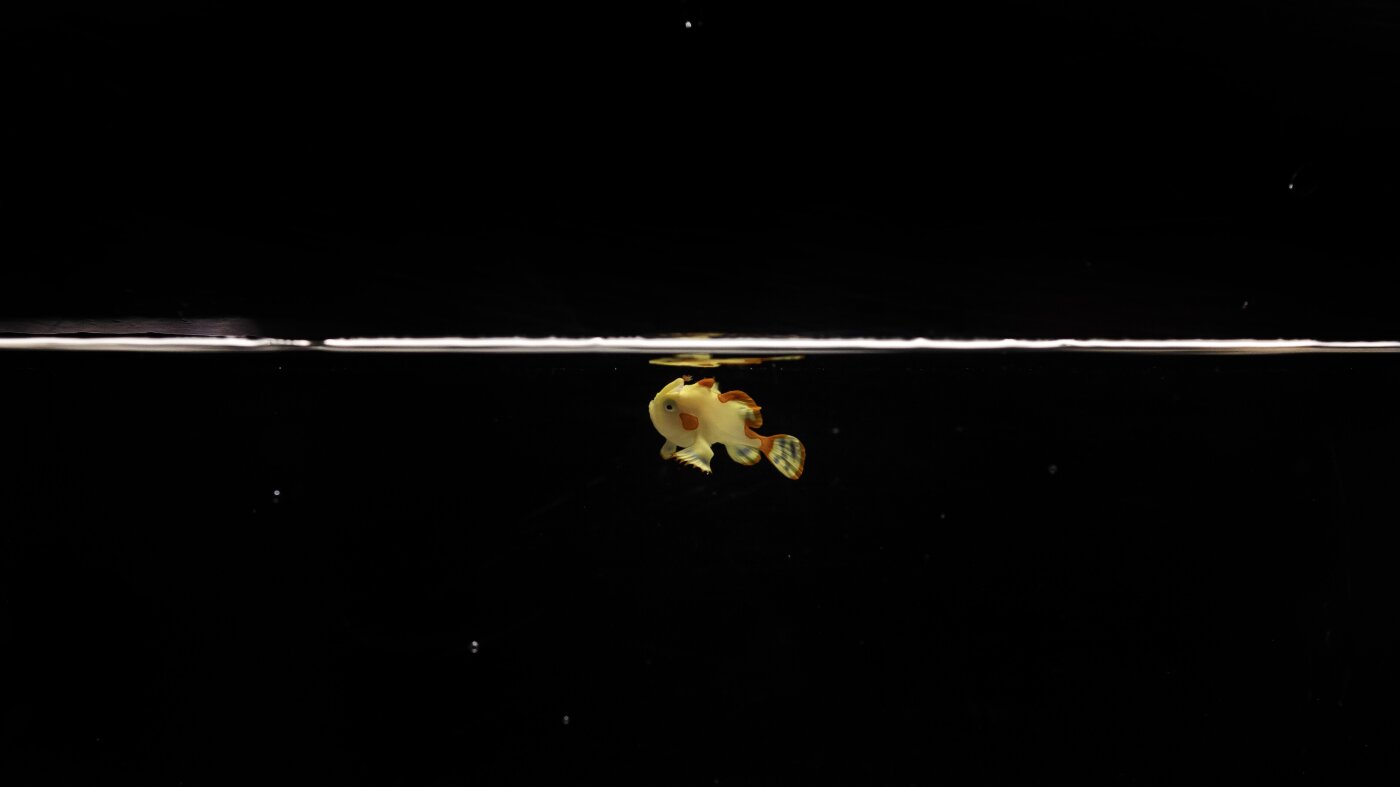 Siğilli kurbağa balığı Domino, türünün esaret altında yetiştirilen ilk örneğidir