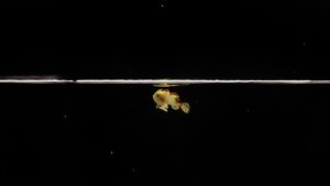 Domino, the warty frogfish, is the first of its kind to be raised in captivity