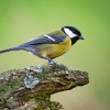 Great Tits are a songbird common in Europe and parts of Asia. New research finds that they sometimes get divorced.