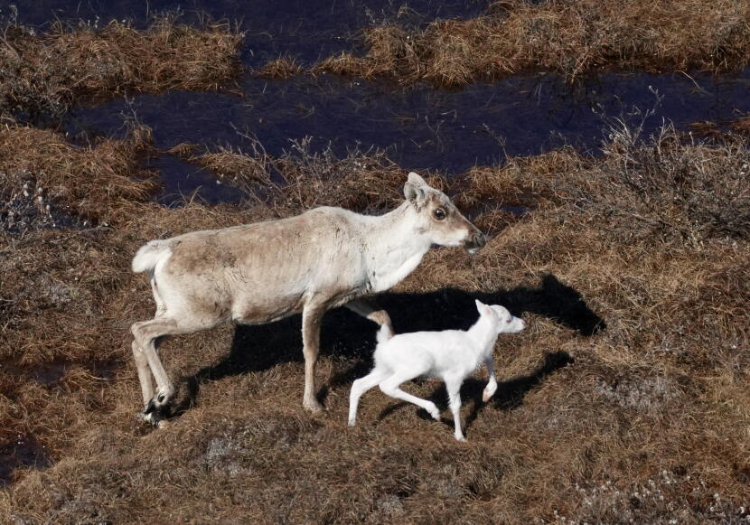 An albino caribou calf photographed with its mother on Alaska's North Slope in late June, 2026.