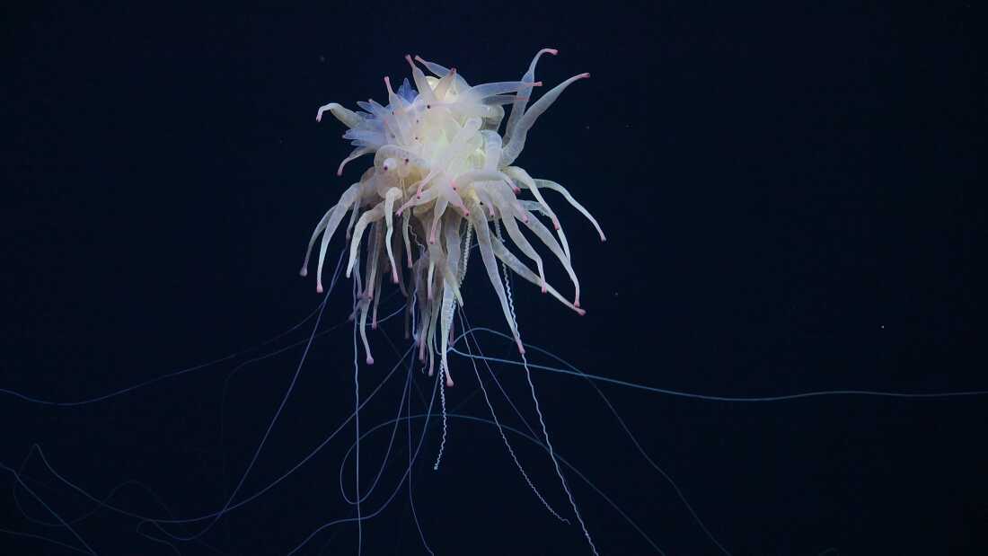 Scientists discover underwater mountain and new species off Chile coast ...