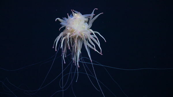 A Bathyphysa conifera, commonly known as a flying spaghetti monster, was among the rare sightings the research team made, along the Nazca Ridge off the coast of Chile.