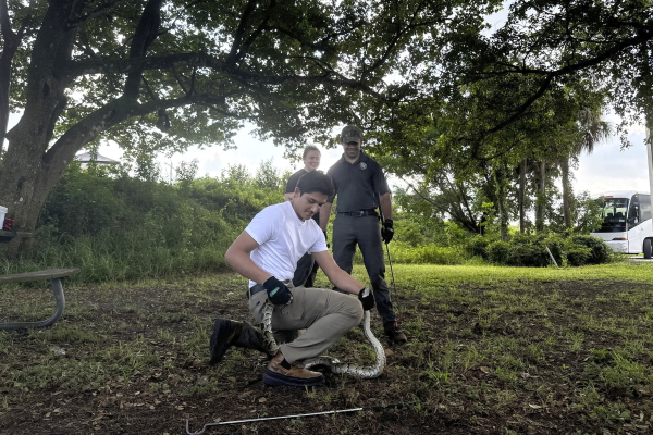 Carlos Hernandez, 23, captures a snake for the first time, with two Florida Wildlife Commission coordinators, during a snake capture safety training Friday, Aug. 9, 2024, the first day of the Florida Python Challenge, in Everglades Holiday Park in Broward County.