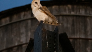 An American Barn Owl sits perched on a water tower on the Upper West Side neighborhood, Wednesday, Oct. 14, 2026, in New York.