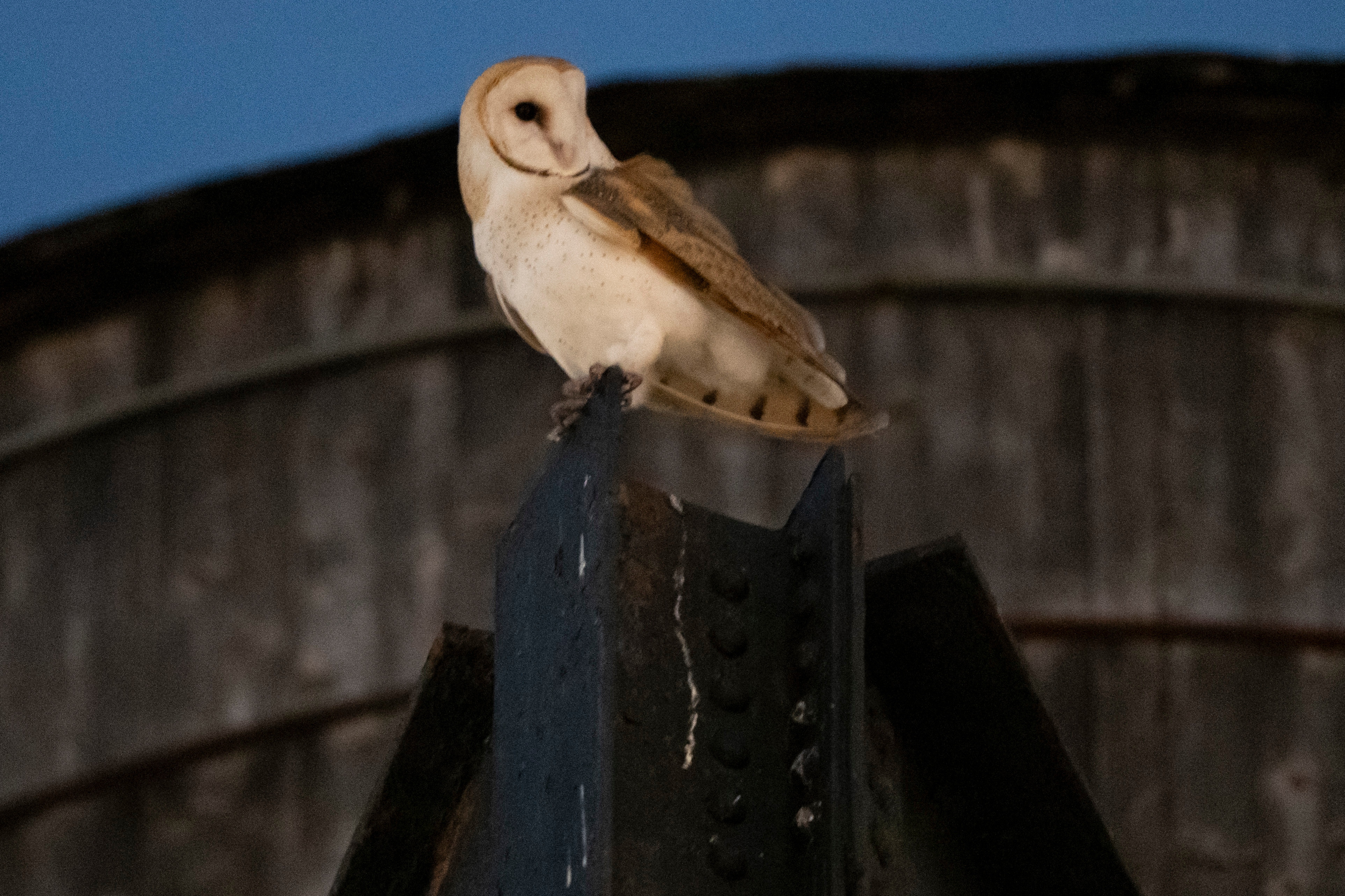 Image accompanying the story: A rare family of barn owls moved into Manhattan's Upper West Side. New Yorkers are captivated