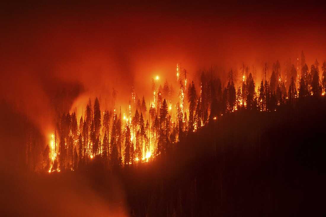 When large amounts of underbrush and dead material accumulate in forests, it fuels more intense fires that carry flames to the tops of older trees, killing them, like in California's 2025 Garnet fire.