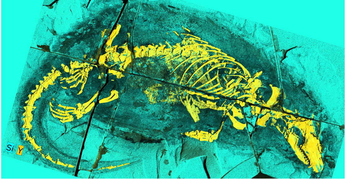Researchers say a small fossil from the middle Jurassic provides some of the oldest evidence of chewing and swallowing as well as suckling — all distinctly mammalian traits.