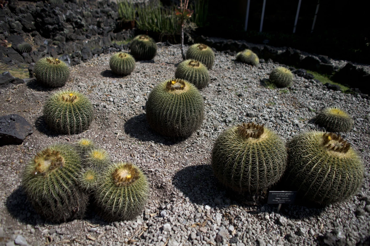 Endangered barrel cactuses known as biznaga are seen growing inside the botanical gardens of the National Autonomous University of Mexico in Mexico City.
