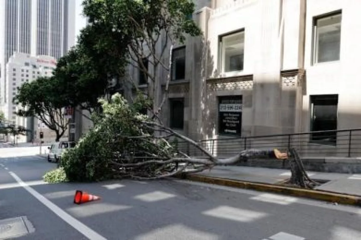 A tree is shown chopped down in a Los Angeles neighborhood.
