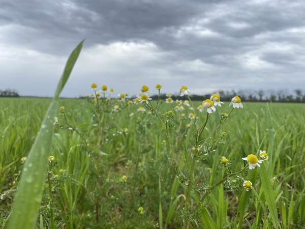 A cover crop mix of clover, radishes, turnips, Austrian peas and hairy vetch on the Tennessee A