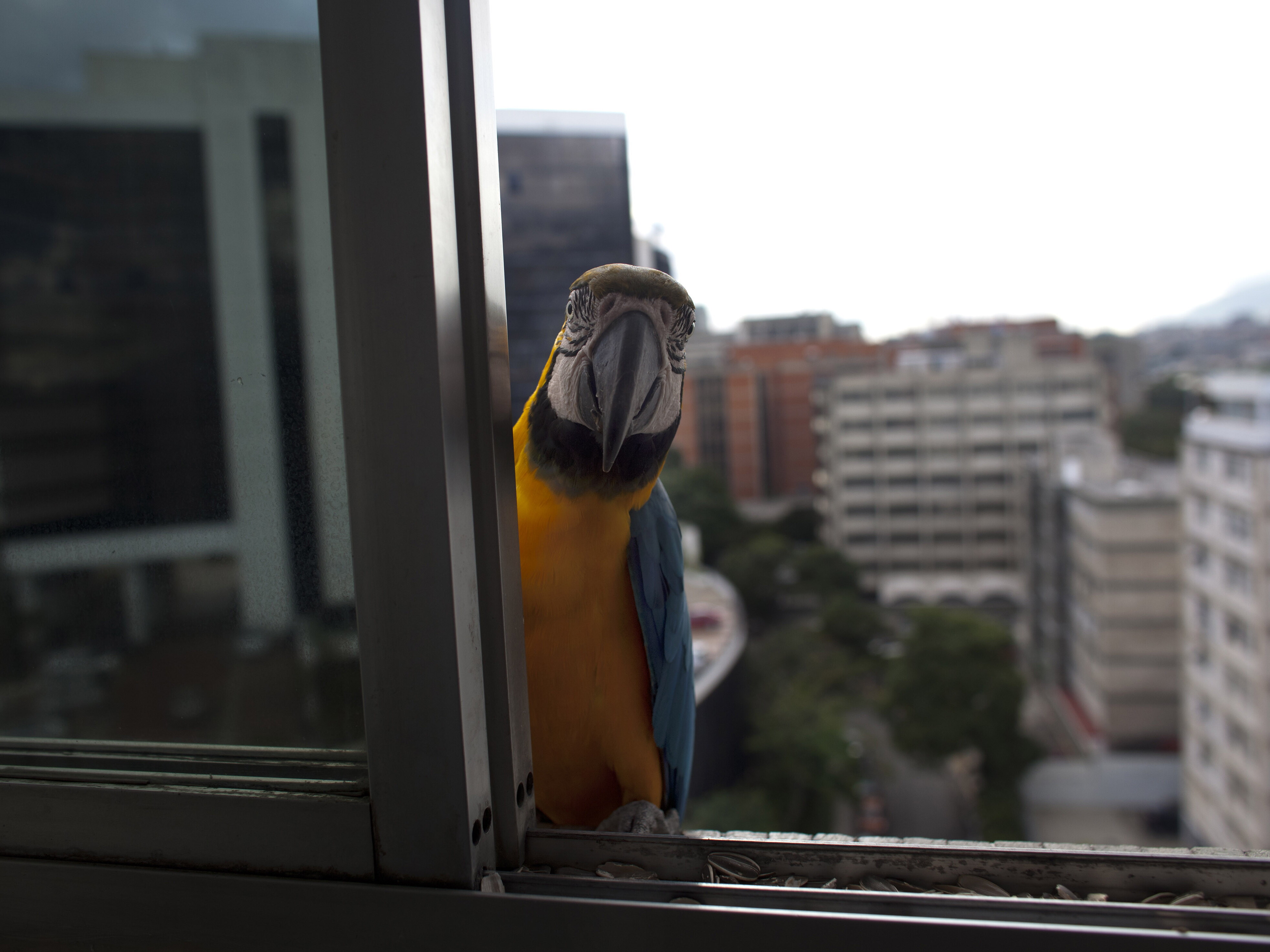 Caracas' iconic macaws threatened by vanishing palm trees | NCPR News