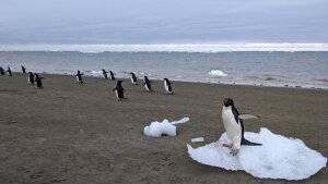 As the wind shifted, wafting gases from Adélie penguin poop, researchers in Antarctica noticed that a fog formed within a few hours.