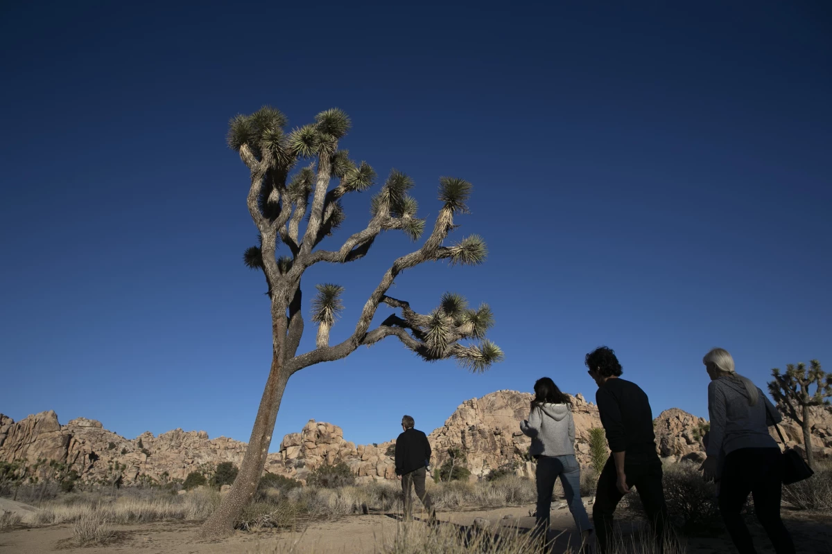 In this Jan. 10, 2019 file photo people visit Joshua Tree National Park in Southern California's Mojave Desert.