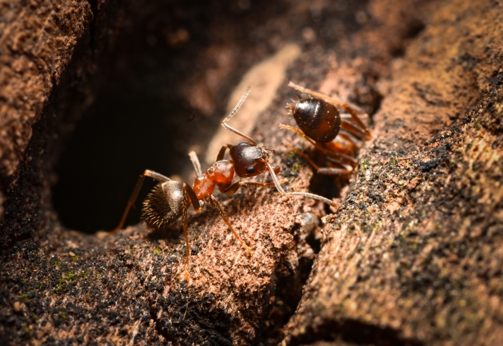 The central European bicolored ant, <em>L. emarginatus</em>, forages along a tree branch in New York City's Riverside Park.