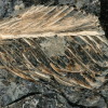 This fossilized feather dates back 66 million years to the late Cretaceous. “It is, without a doubt, the best feather we’ve ever found from the age of dinosaurs,” says Jingmai O’Connor, an associate curator at the Field Museum of Natural History.
