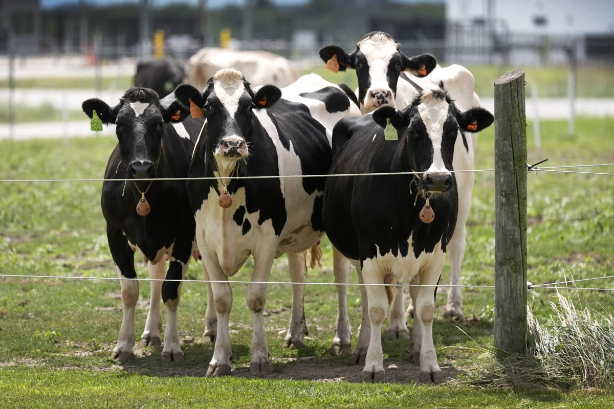 The bird flu outbreak has affected more than 650 dairy herds. Dozens of people have been infected from contact with infected cattle and poultry.
