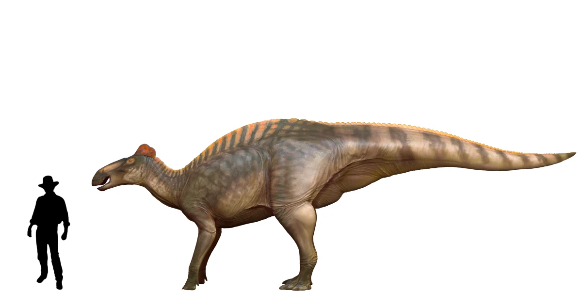 An adult Edmontosaurus annectens, at 42 feet long, is seen in this illustration comparing its size to a silhouette of Sam Neill as Dr. Alan Grant (height 6 feet) of Jurassic Park fame.