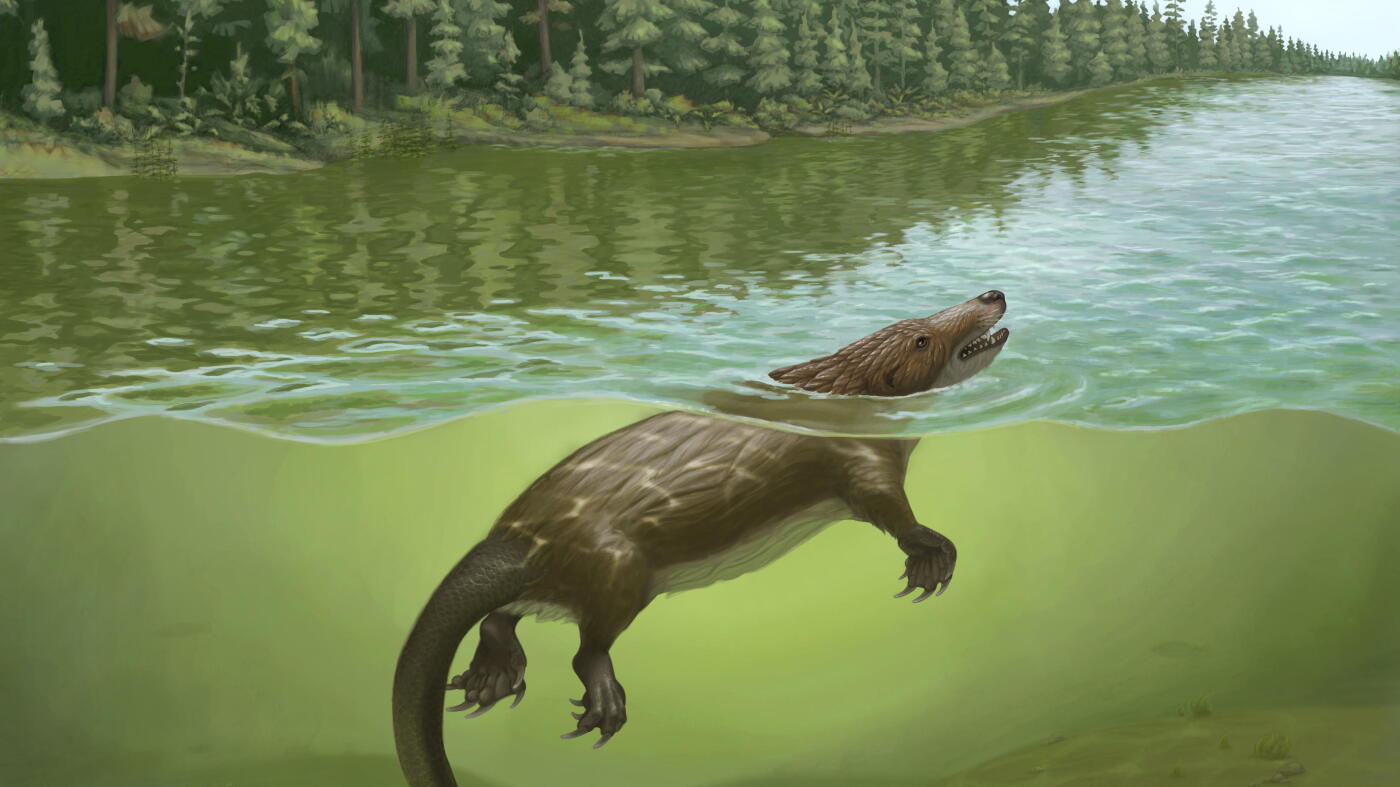 This surprising mammal fossil is giving scientists something to chew on