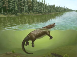 An artistic rendering of <em>Megacauda sungei</em>. The animal was the size of a chihuahua and a bit of a mutt. Its back end resembled a platypus but its sharp teeth suggested it was a predator.