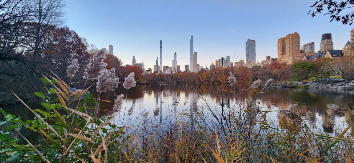 New York City shimmers sunrise.  From the wildest corners of Central Park, the city is framed by forests. The sound of traffic and sirens is softened by the murmur of streams and geese taking flight from lakes.