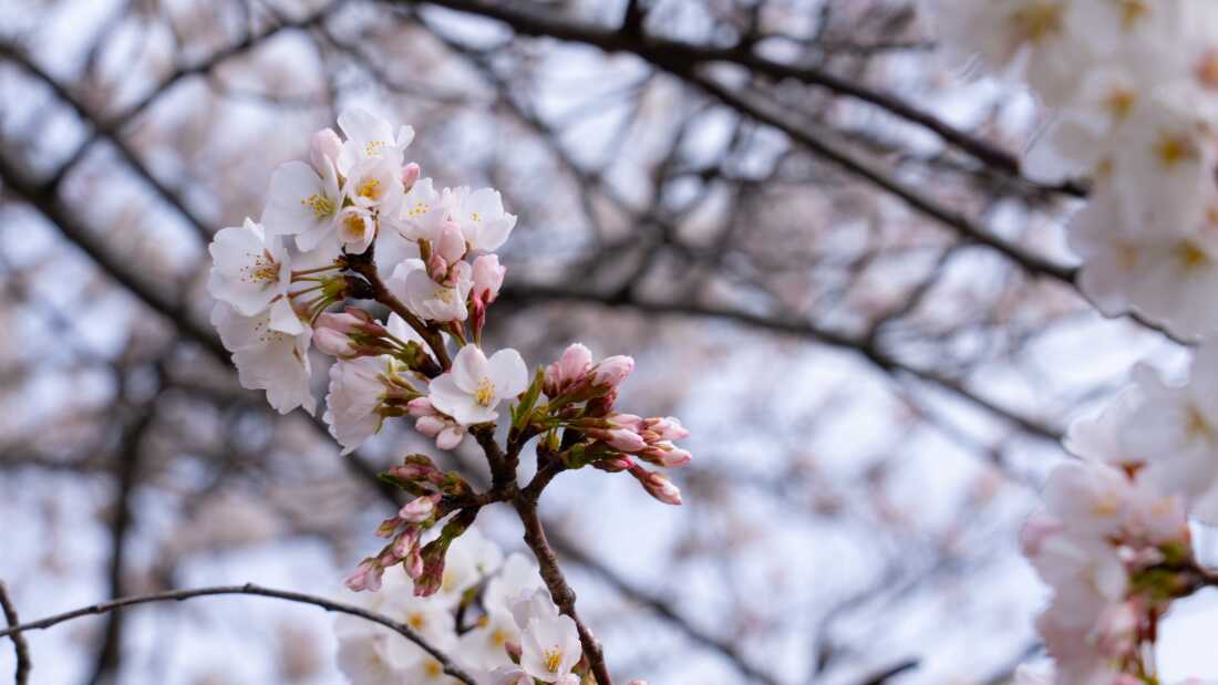 Predicting Spring Bloom is an Art and a Science