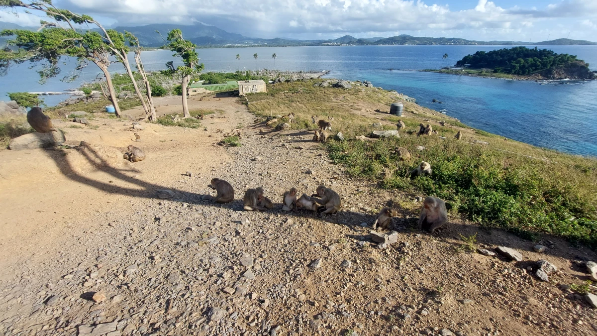 Macaques line up in the shade of a dead tree in March 2022.