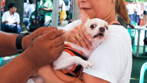 A dog in the Philippines gets a vaccination against rabies.