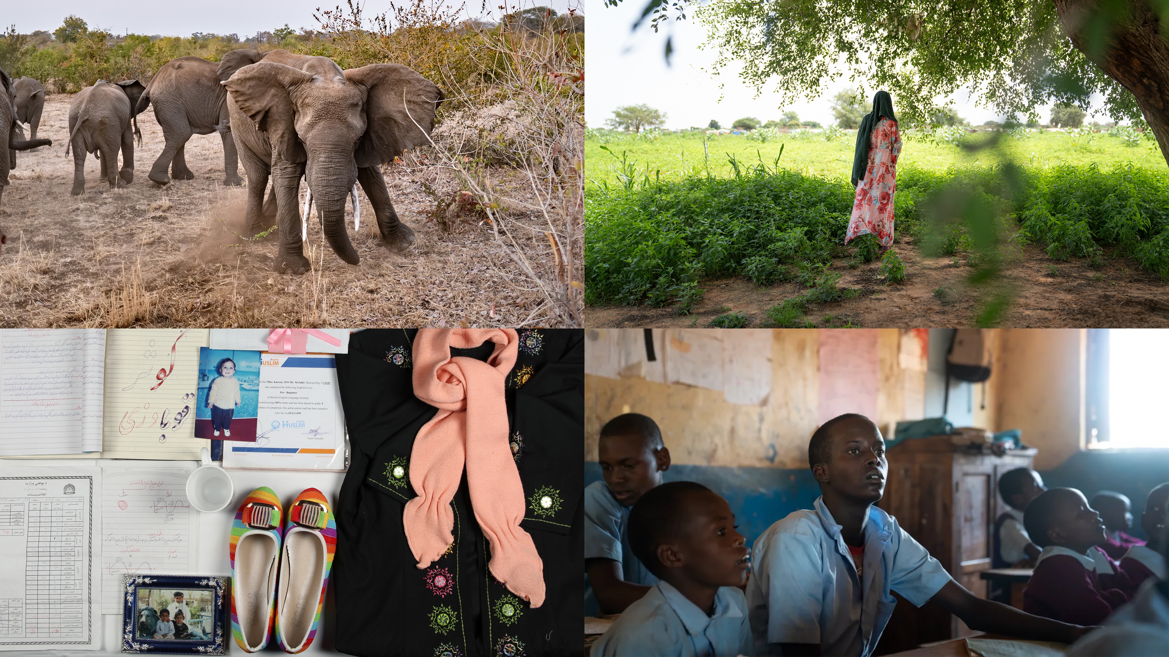 Clockwise from upper left: elephants are clashing with villagers in Zambia; a Sudanese refugee in Chad; 15-year-old Paris Lekuuk of Kenya has decided to start his schooling and is in third grade; artifacts from an Afghan museum honoring those who died in attacks and conflict.<br>